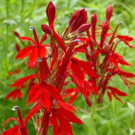 Buy cardinal flower Lobelia cardinalis: £11.99 Delivery by Crocus