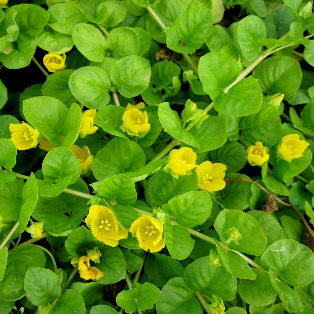 Product options image