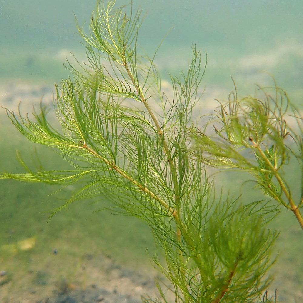 whorled water milfoil