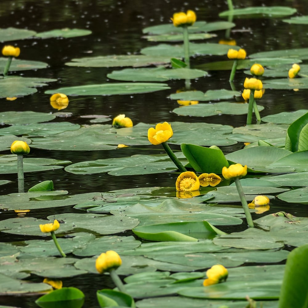 Product options image