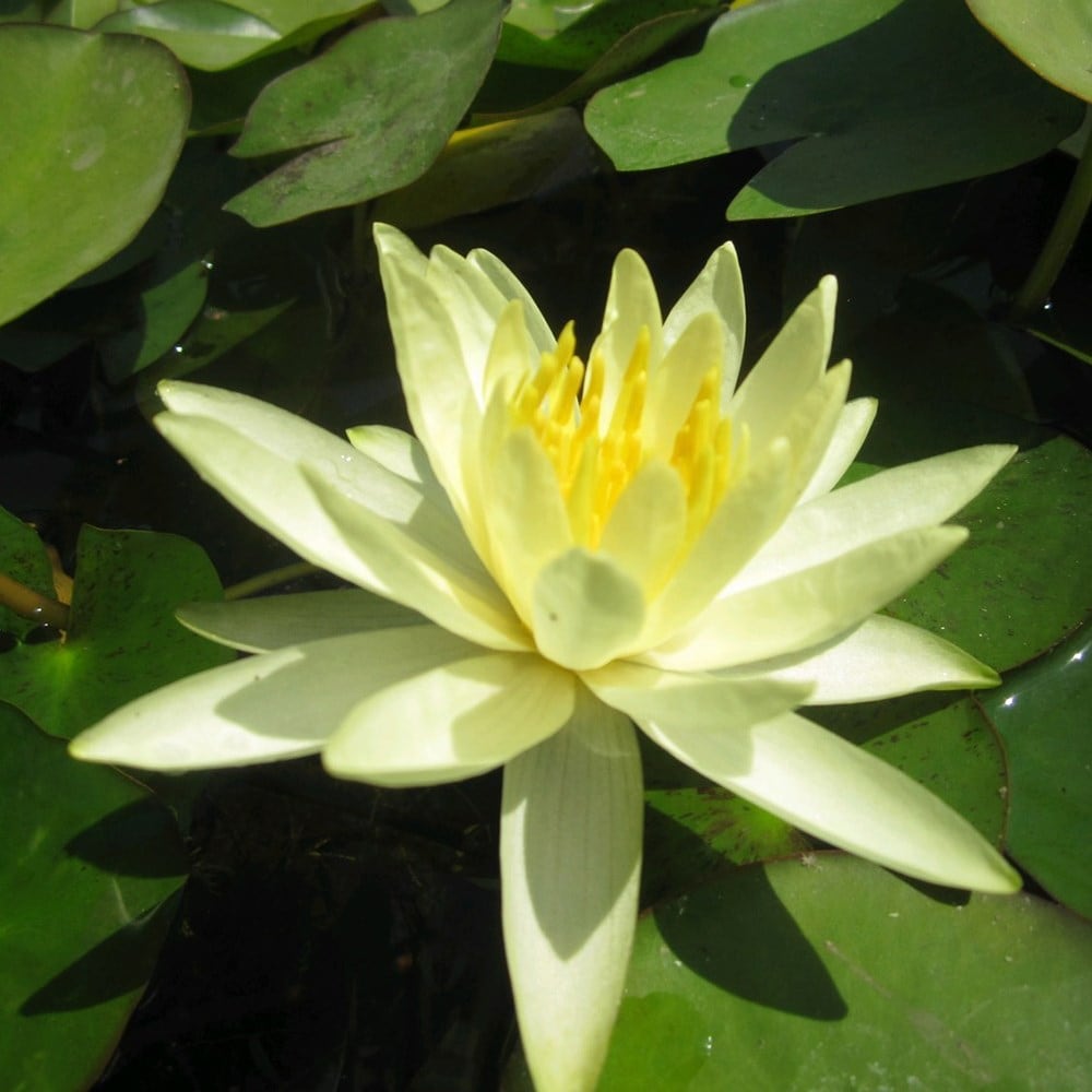 <i>Nymphaea</i> 'Colonel A.J. Welch'