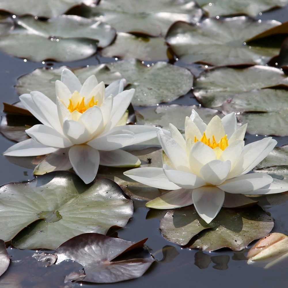 Product options image