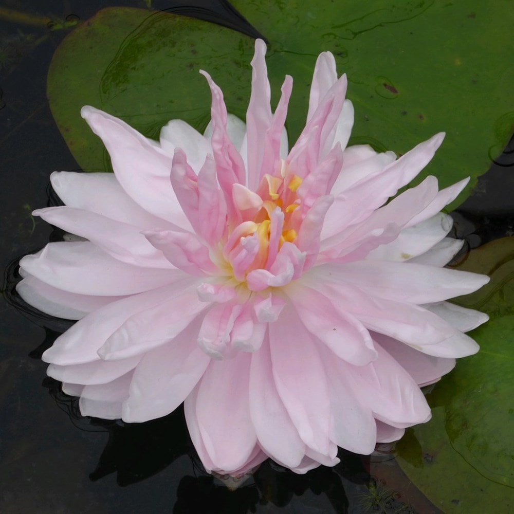 water lily