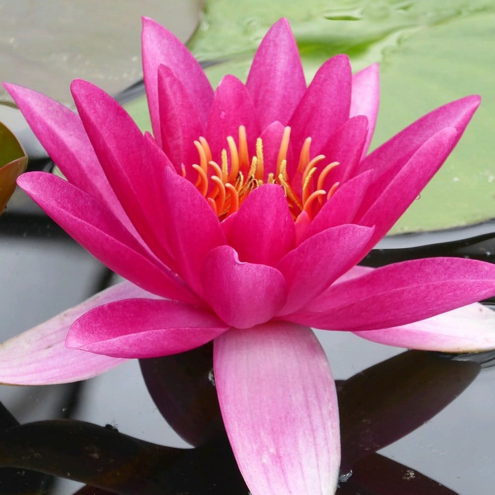 <i>Nymphaea</i> 'James Brydon'