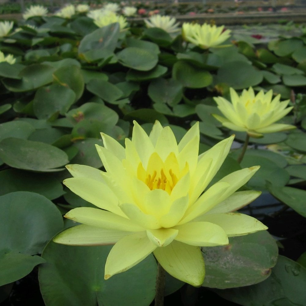 water lily