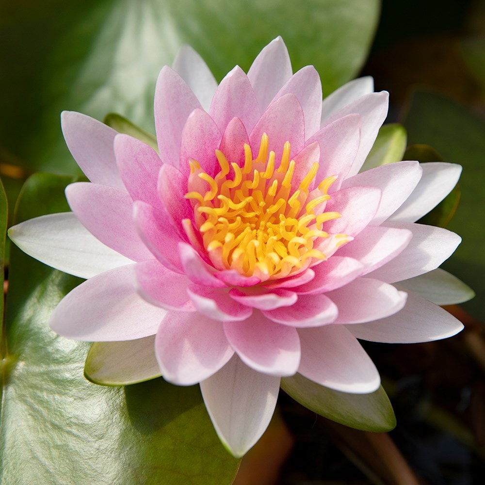 water lily