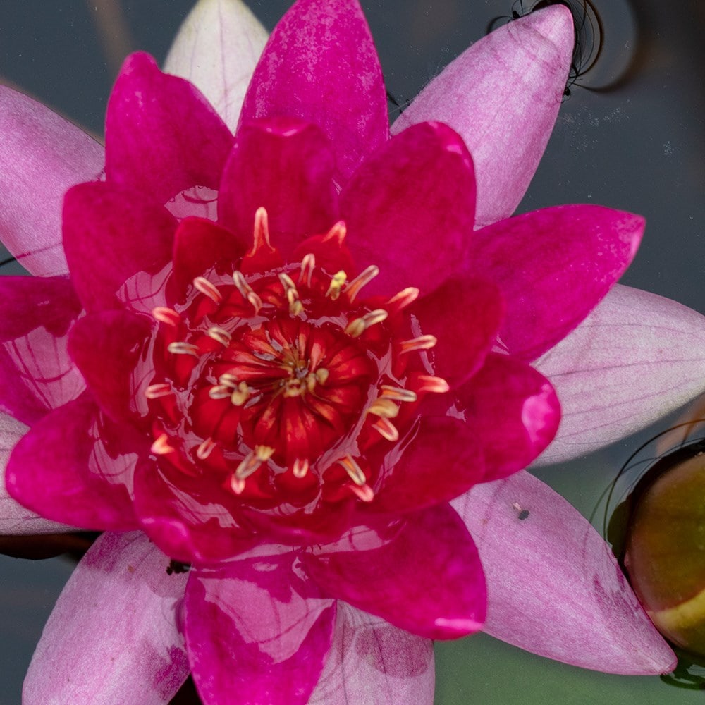 Product options image