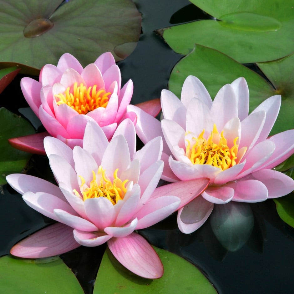 <i>Nymphaea</i> 'Marliacea Carnea'