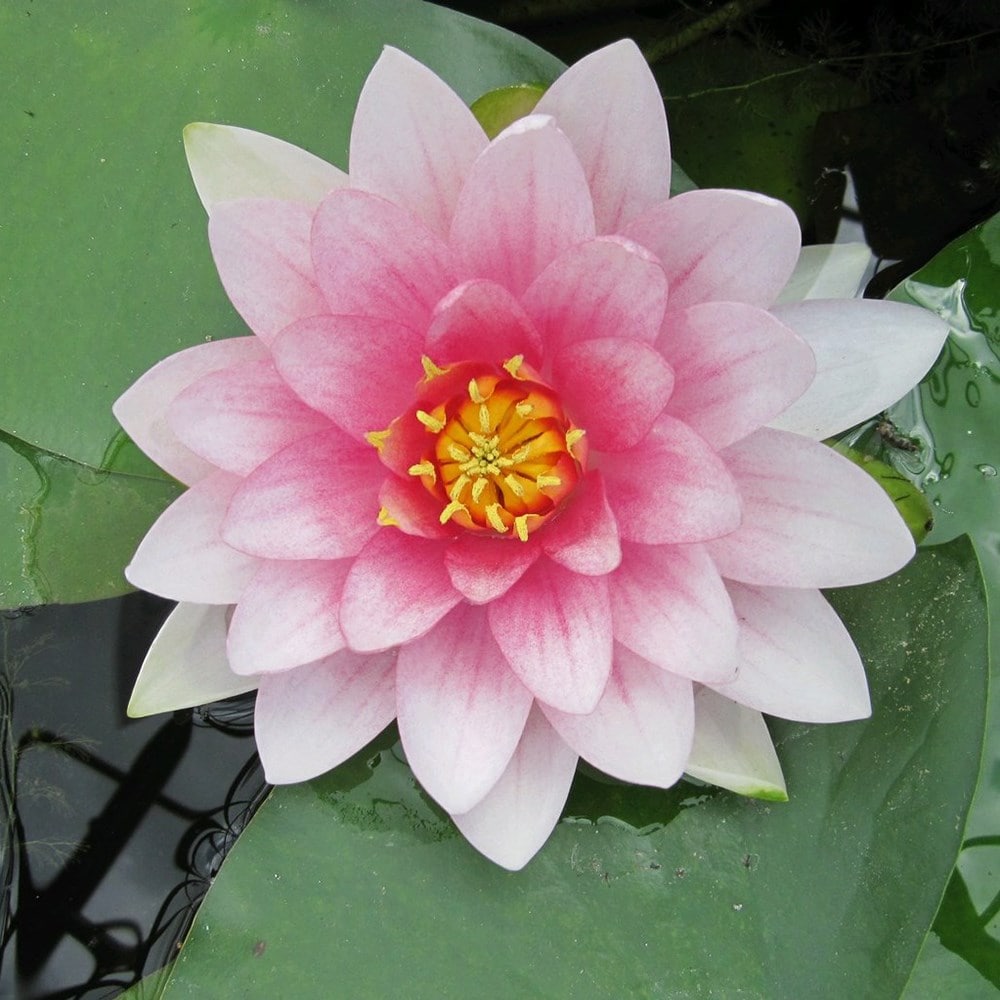 water lily