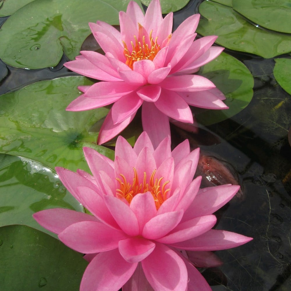 water lily