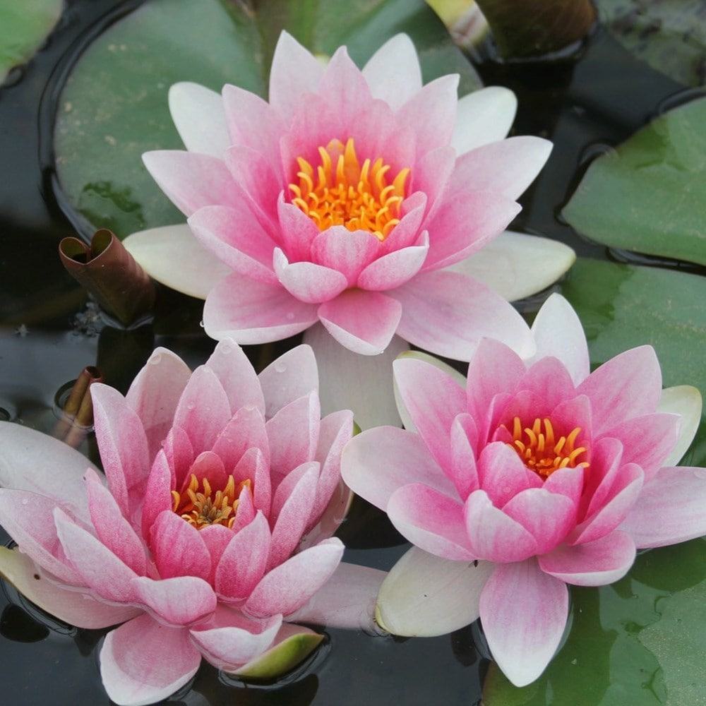 water lily