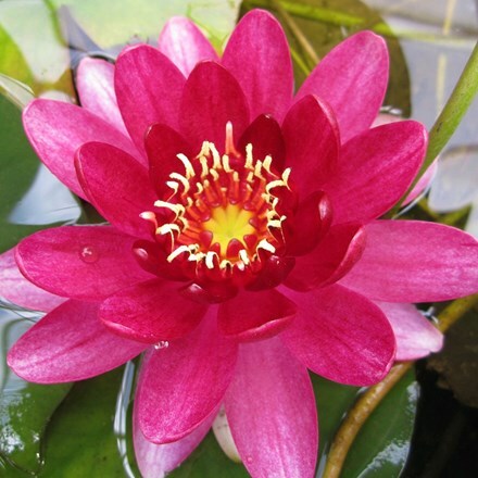 Nymphaea Perry Baby Red