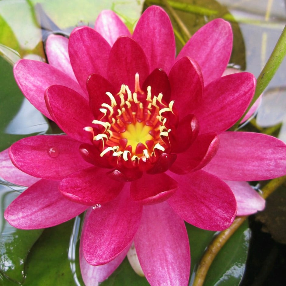 <i>Nymphaea</i> 'Perry Baby Red'