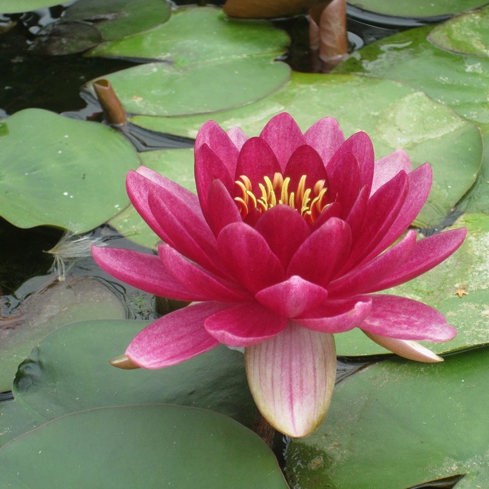 <i>Nymphaea</i> 'Perry Baby Red'