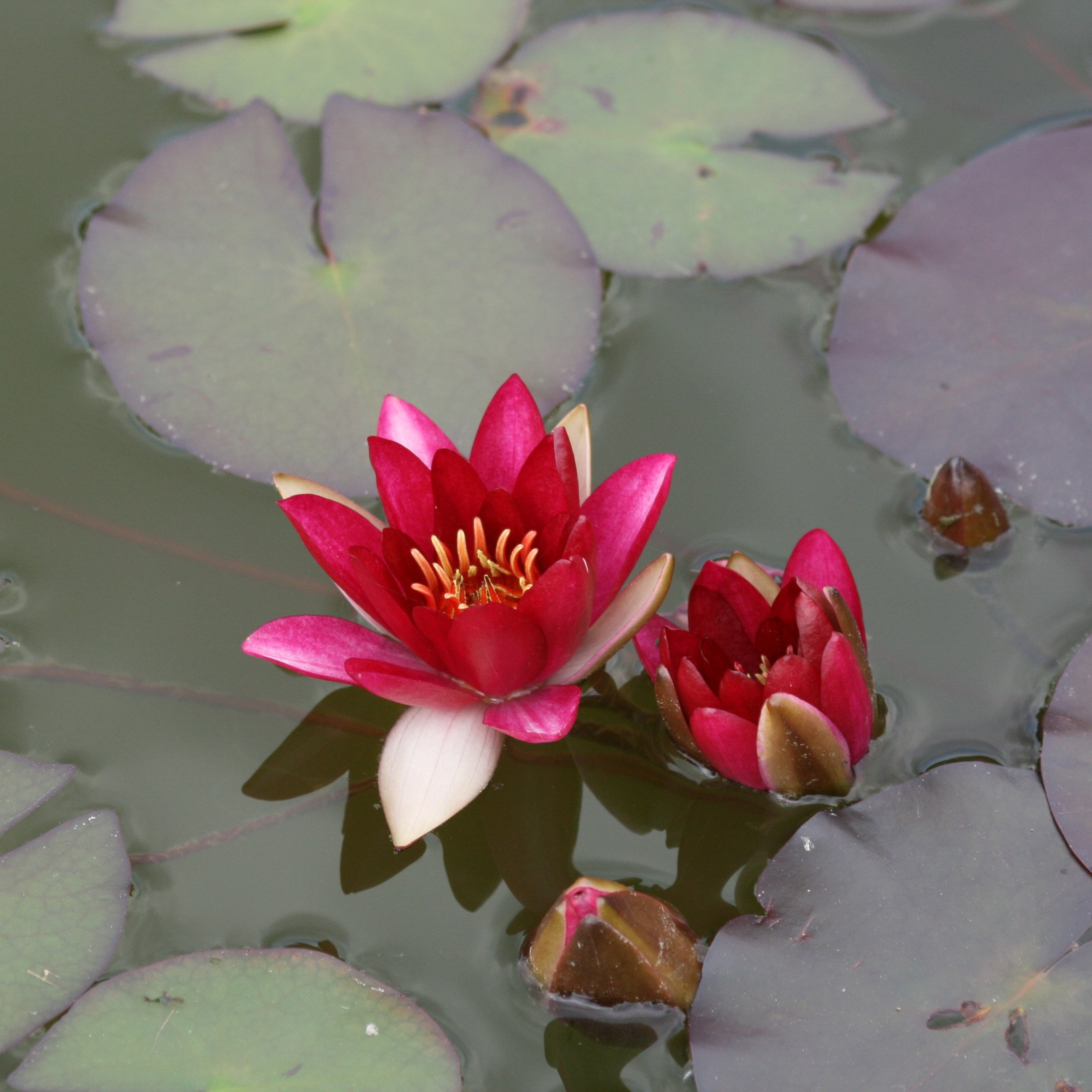 water lily