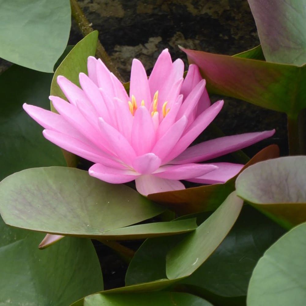<i>Nymphaea</i> 'Rose Arey'