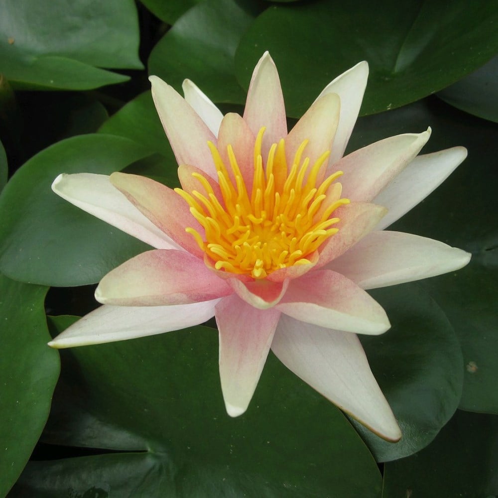water lily