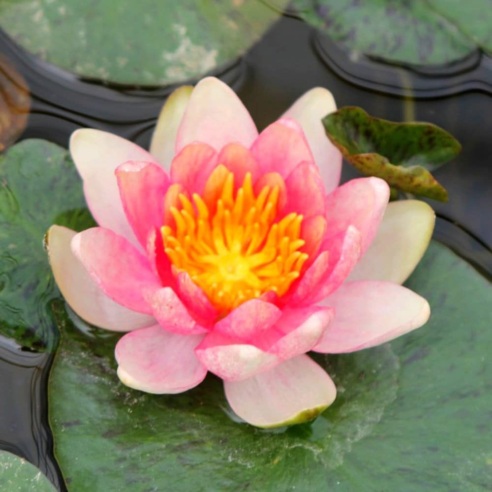 <i>Nymphaea</i> 'Solfatare'