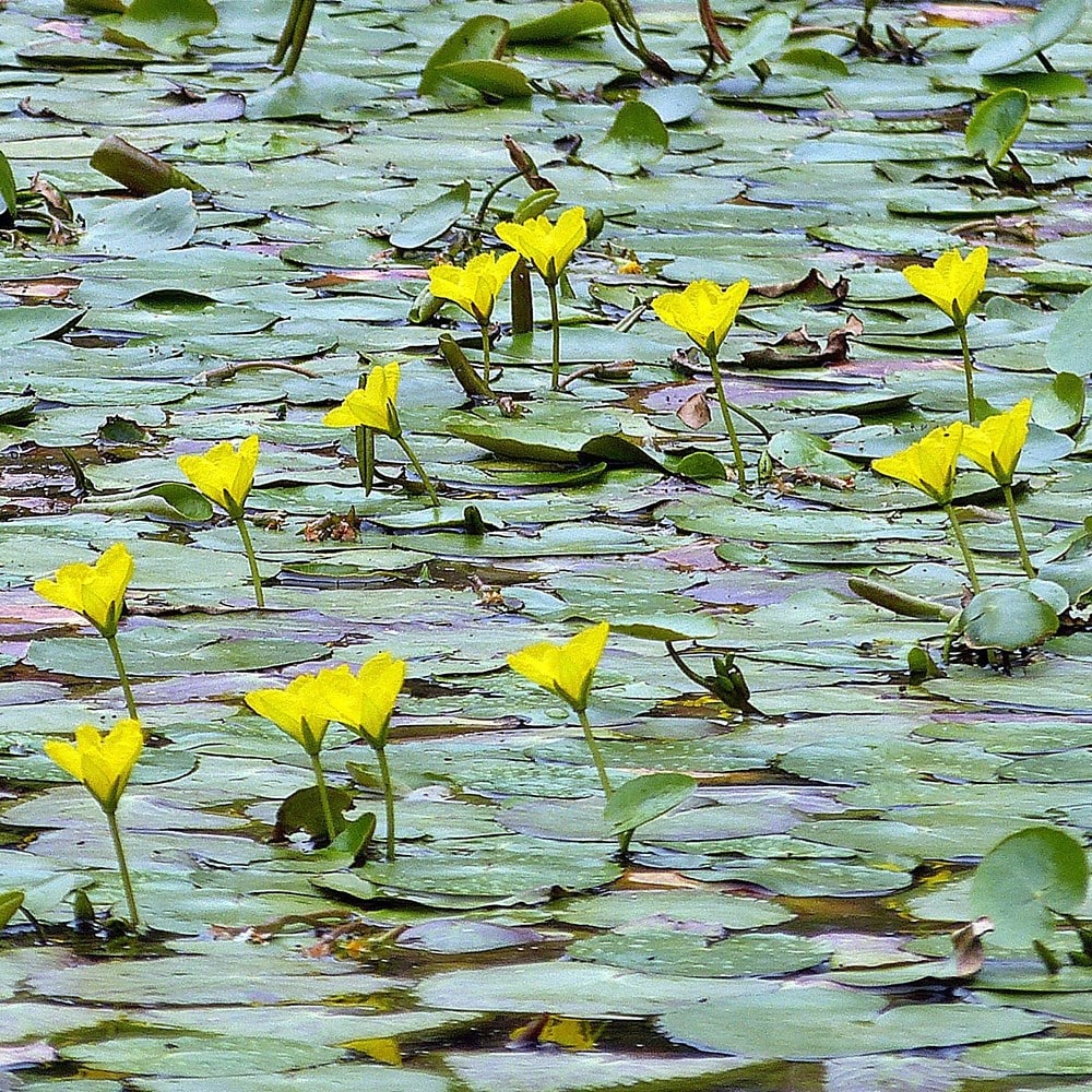 Product options image