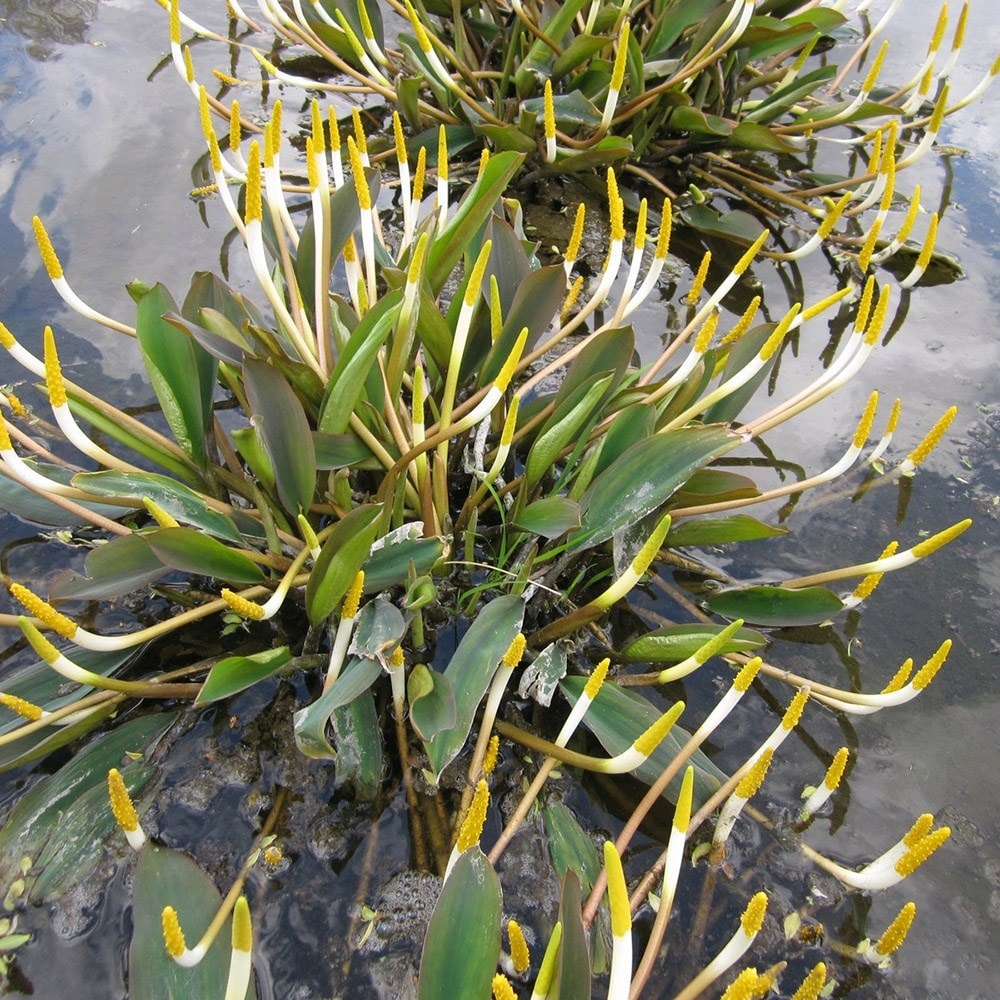 Product options image