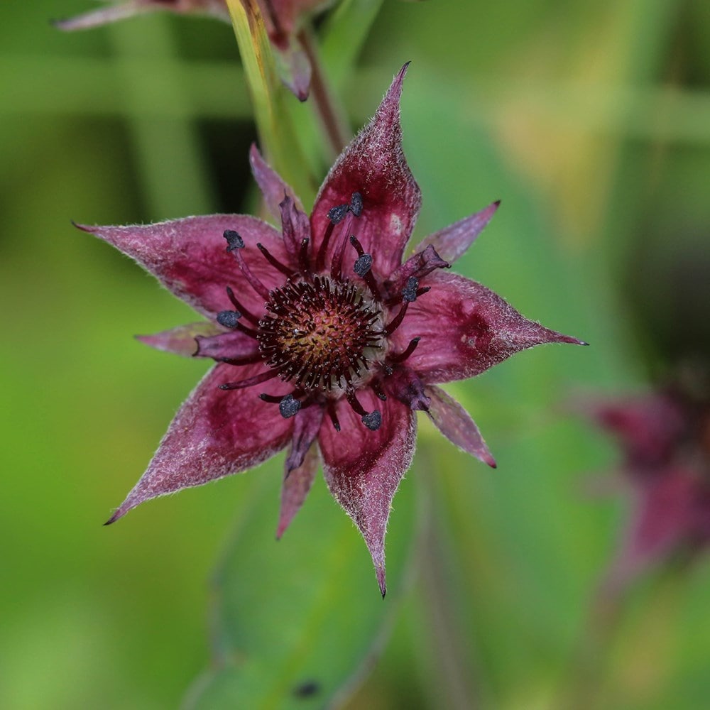 Product options image