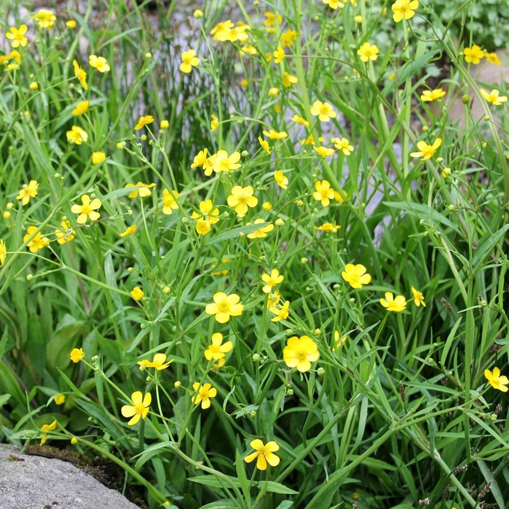 Product options image