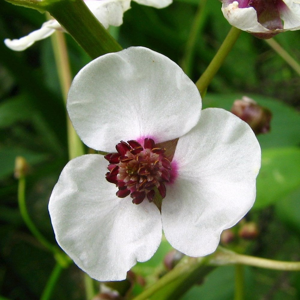 Product options image