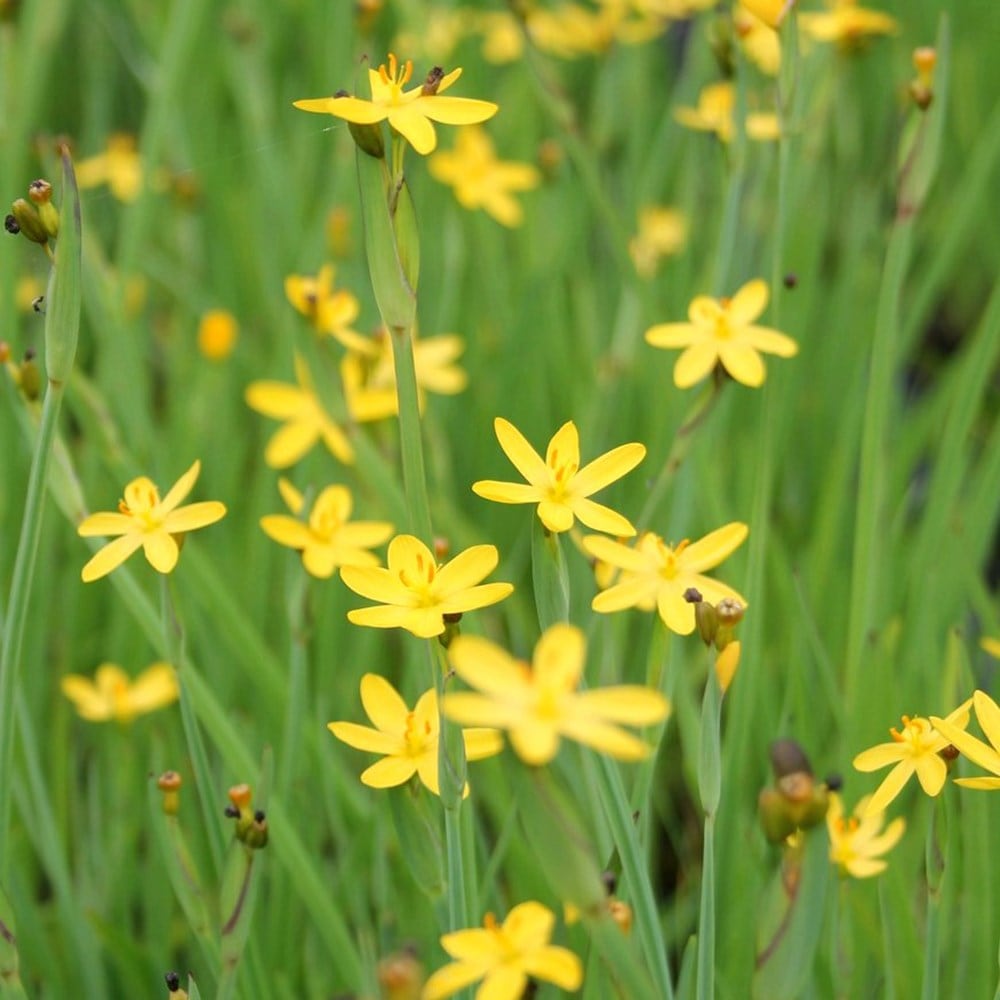 Product options image