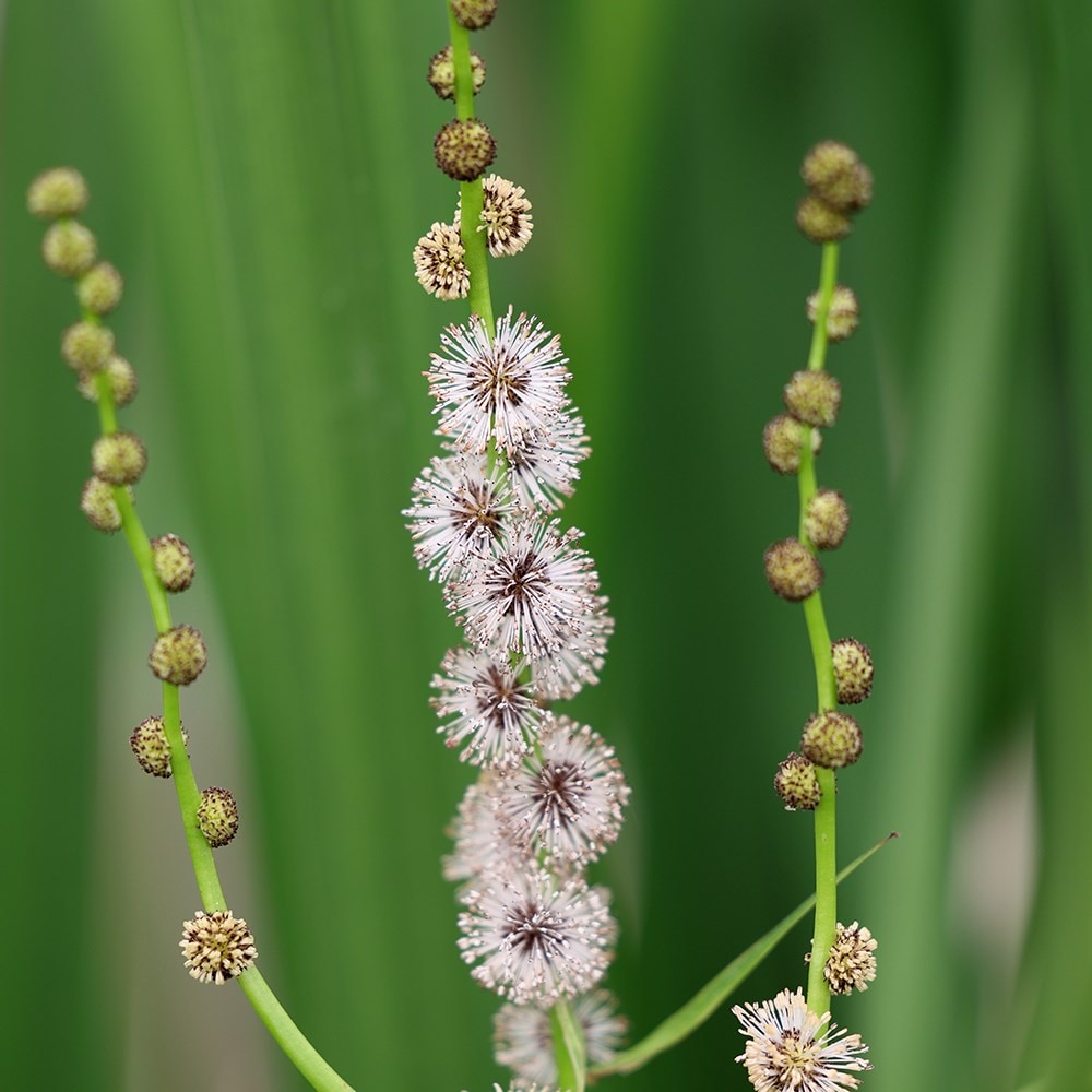 Product options image