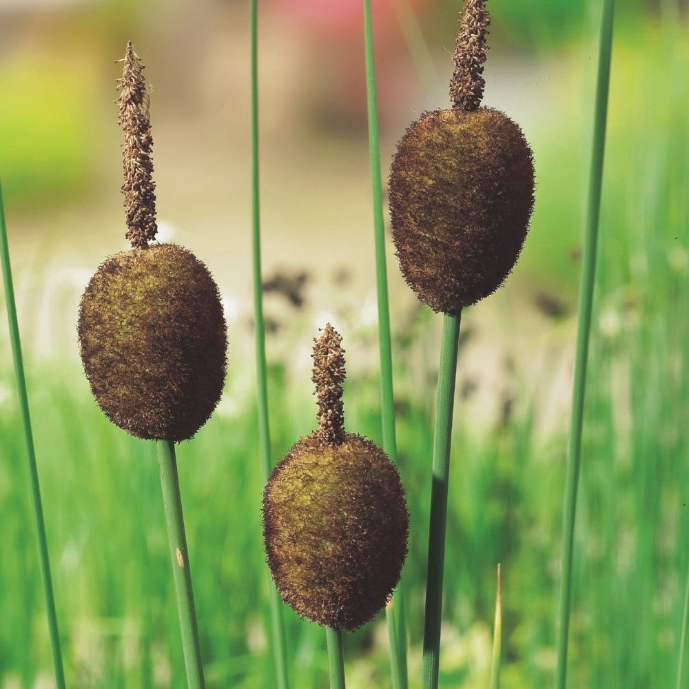 Product options image