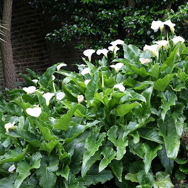 <i>Zantedeschia aethiopica</i> 'Crowborough'