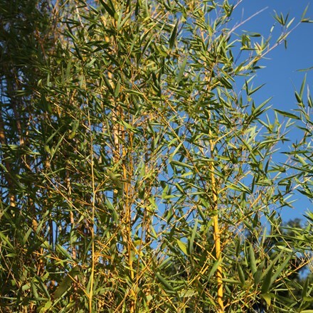 Picture of Phyllostachys aurea