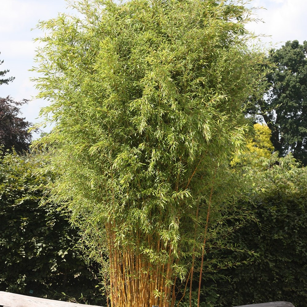 Buy showy yellowgroove bamboo Phyllostachys aureosulcata