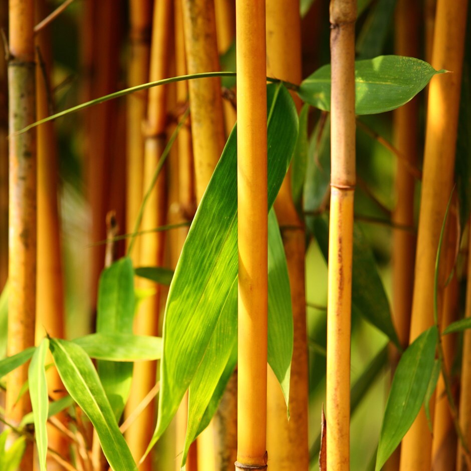 Buy goldengroove bamboo Phyllostachys aureosulcata f