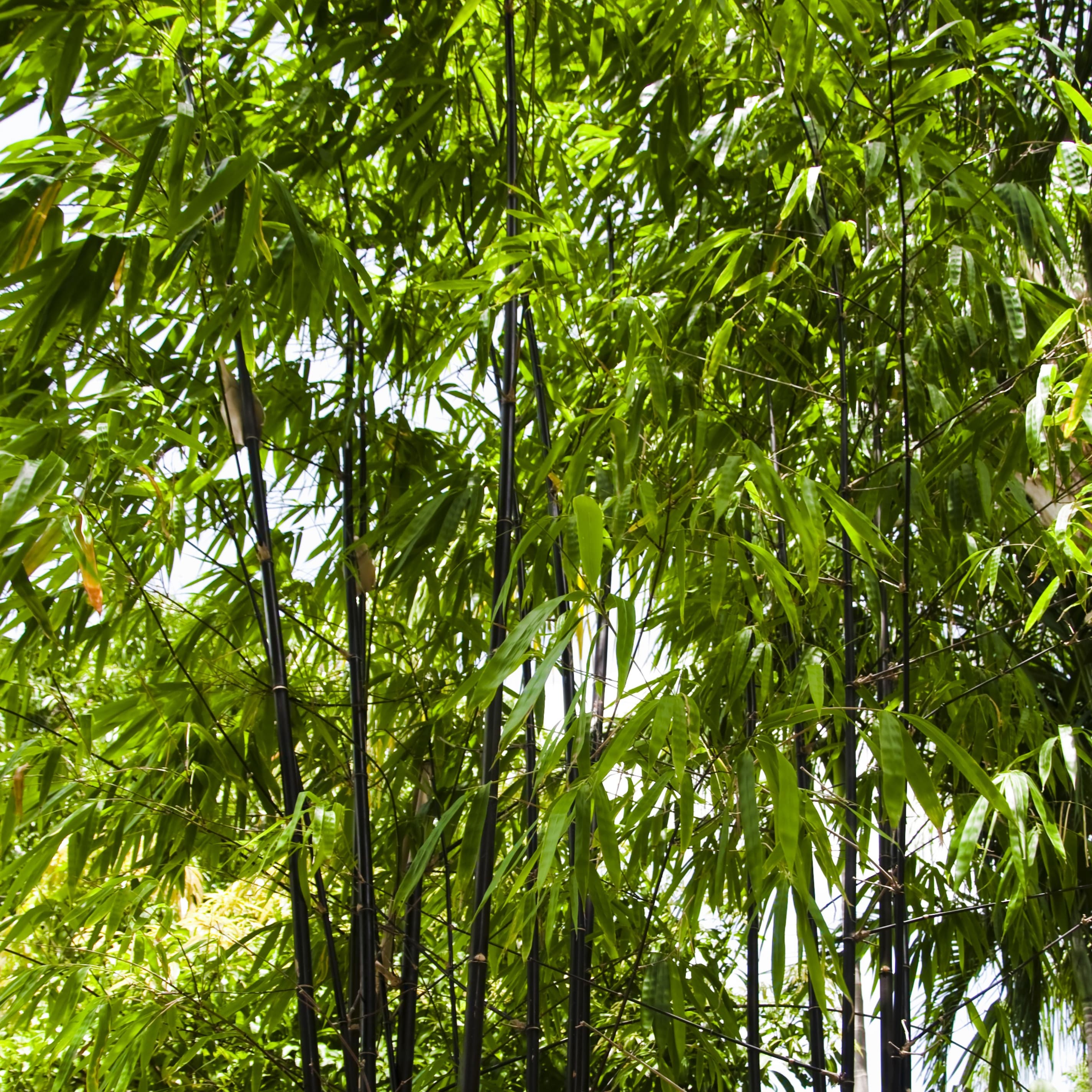 Product options image