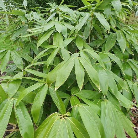 Sasa palmata f. nebulosa
