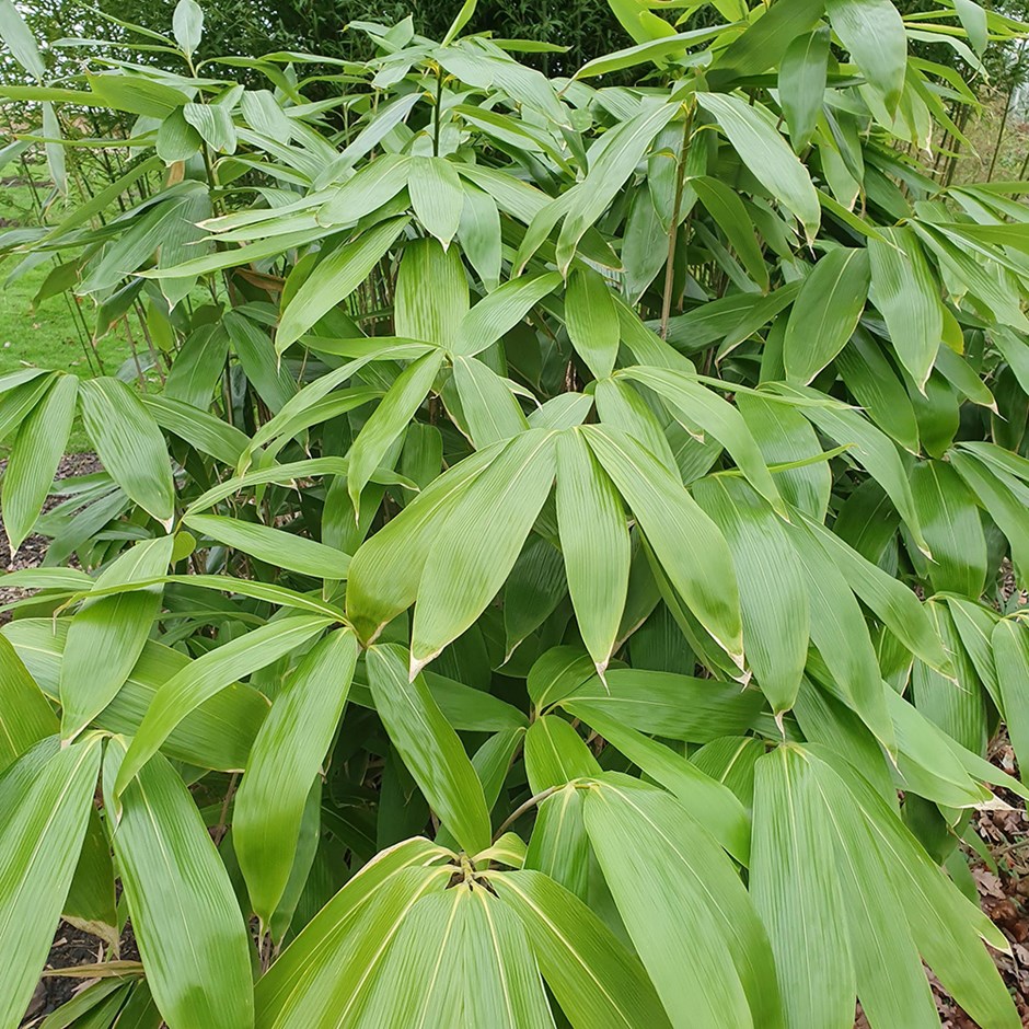 broad-leaved bamboo