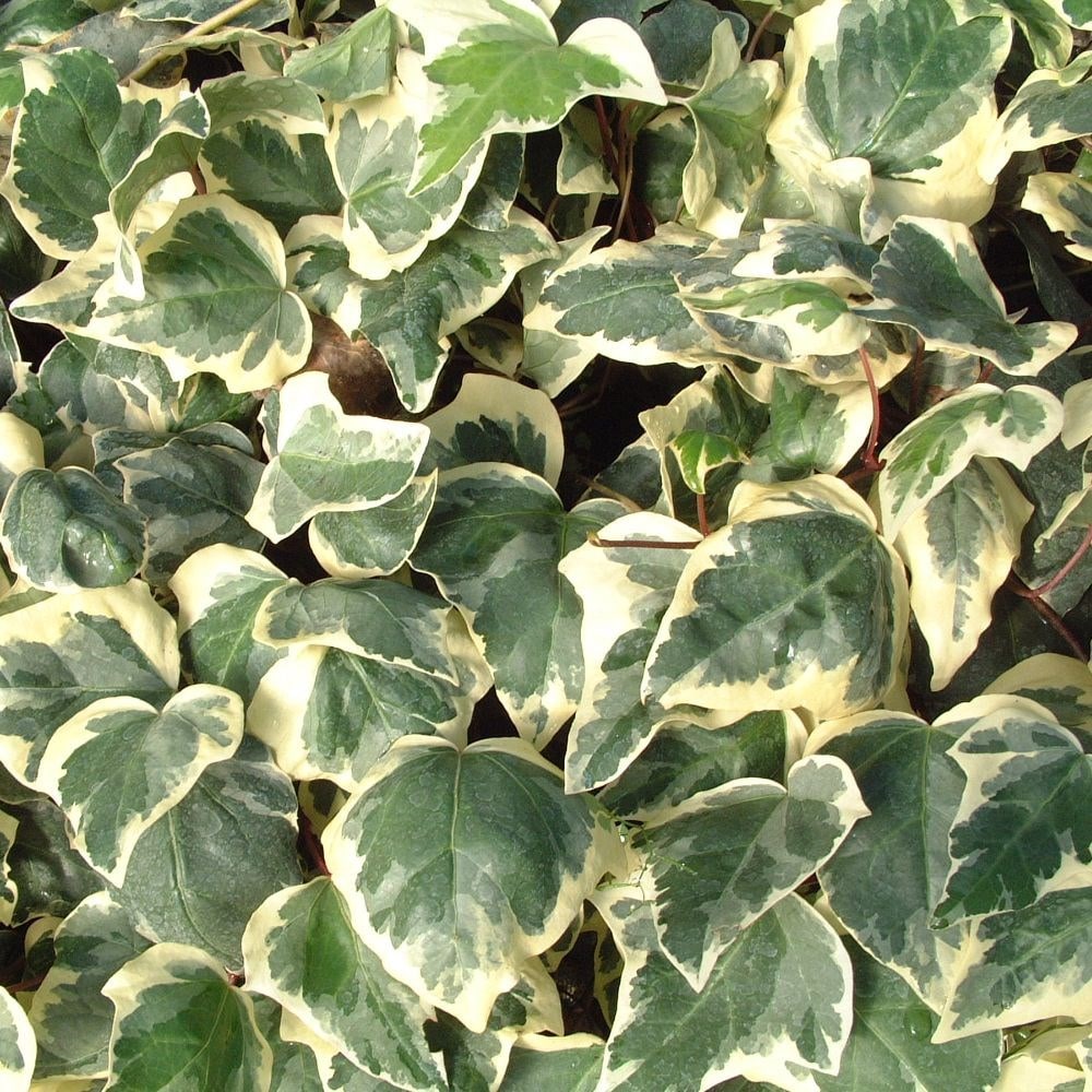 <i>Hedera algeriensis</i> 'Gloire De Marengo'