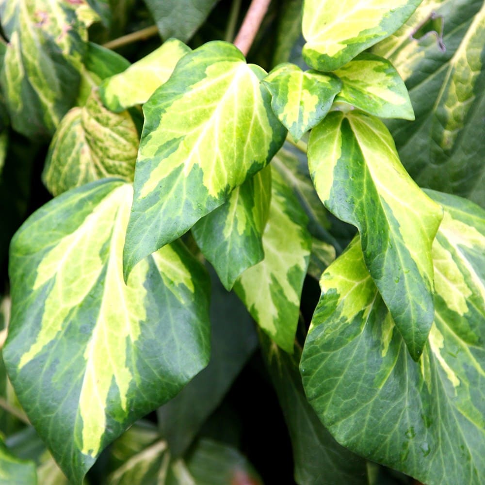 Product options image