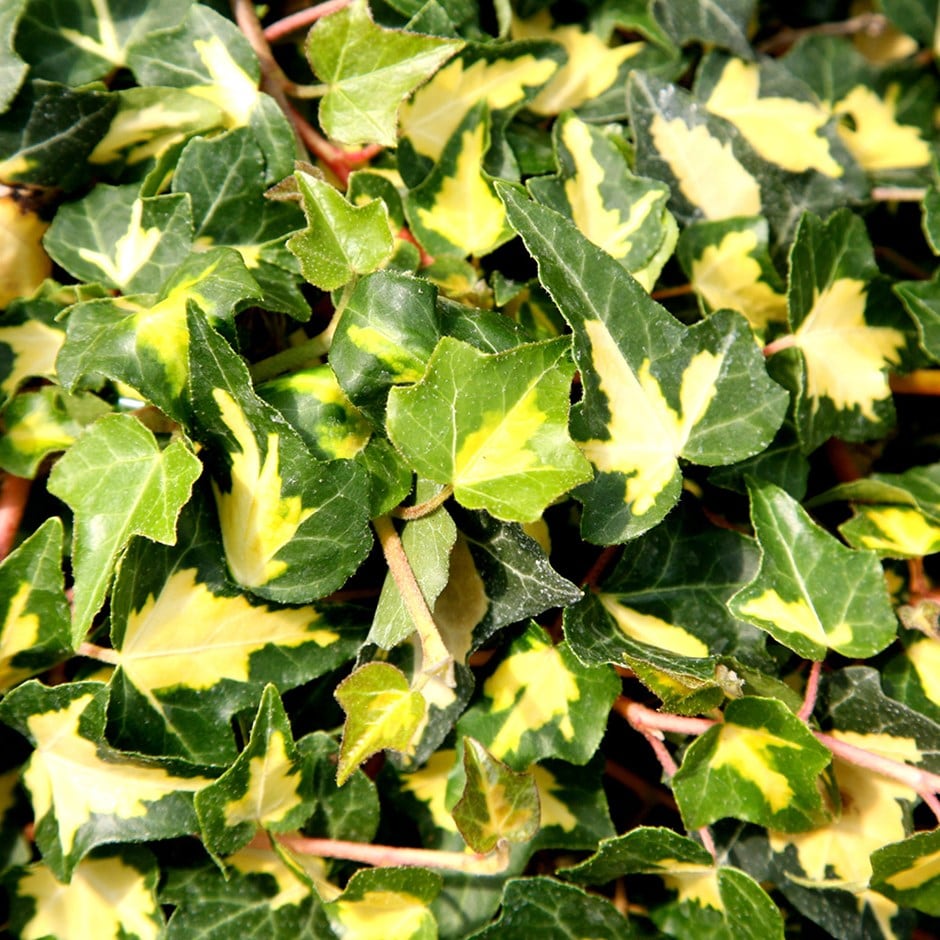 <i>Hedera helix</i> 'Oro di Bogliasco'