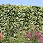 Buy English Ivy Or Common Ivy Hedera Helix Goldchild Delivery By 