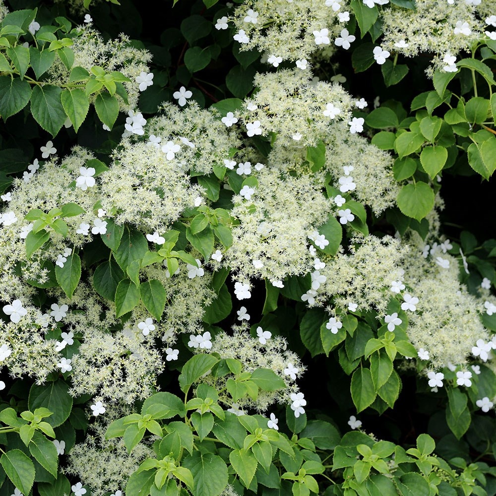 Image of Hydrangea anomala subsp petiolaris shady spot