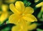 winter jasmine