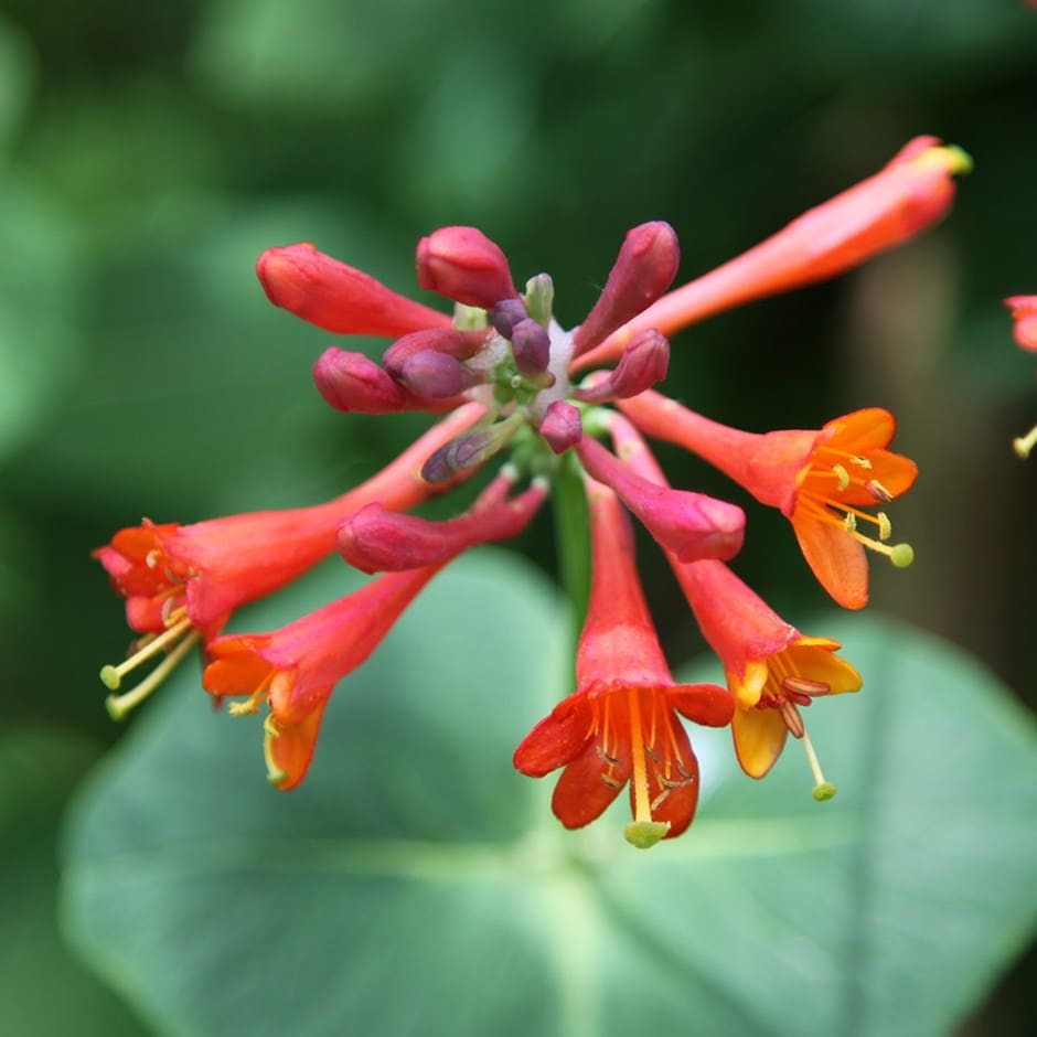 <i>Lonicera</I> × <I>brownii</I> 'Dropmore Scarlet'