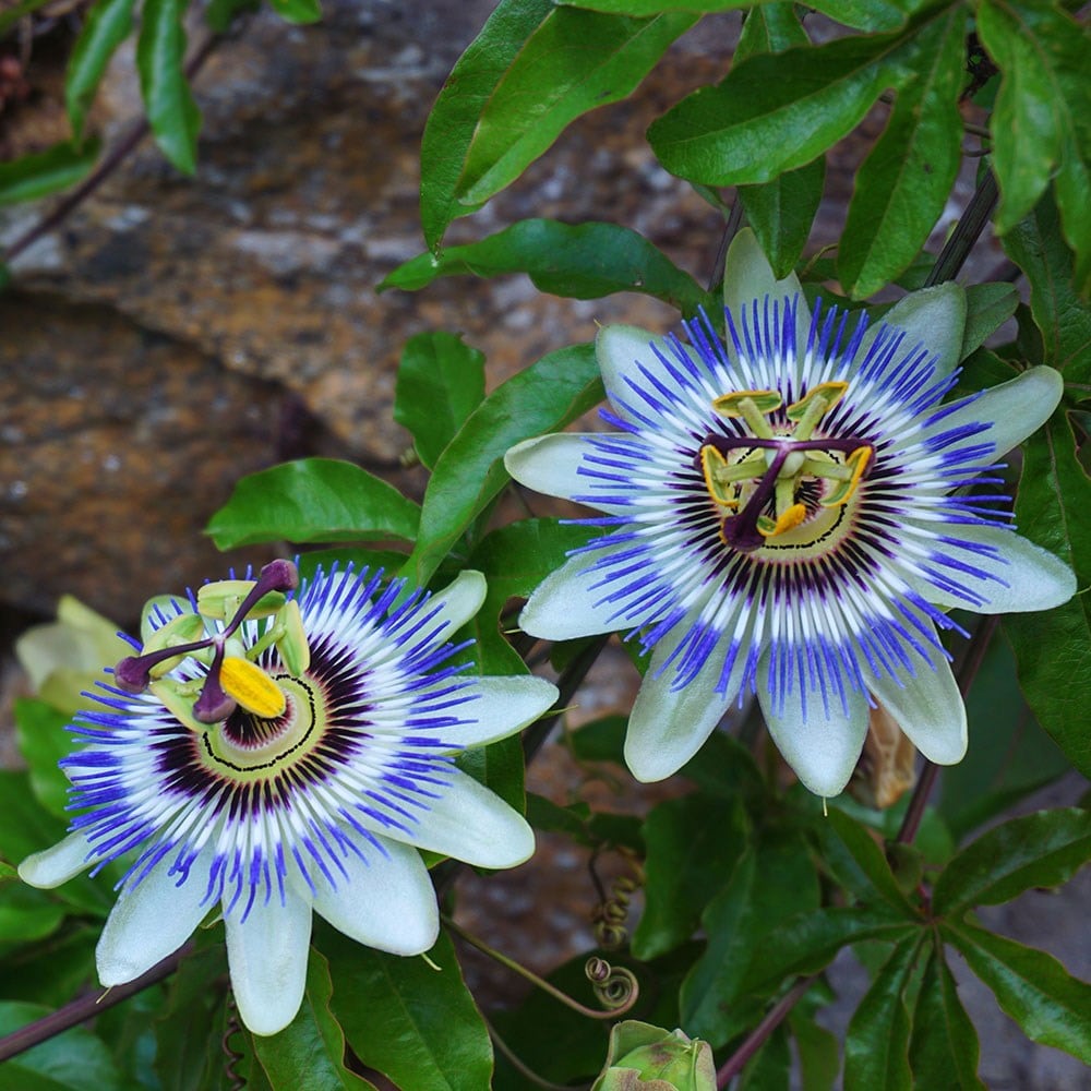 Blue Flowers 20-25cm Tall Starter Plants in 7/8cm pots- The hardiest Passion Flower for The UK 2X Blue PASSONFLOWER Passiflora coerulea Fast Growing Climber with Large 