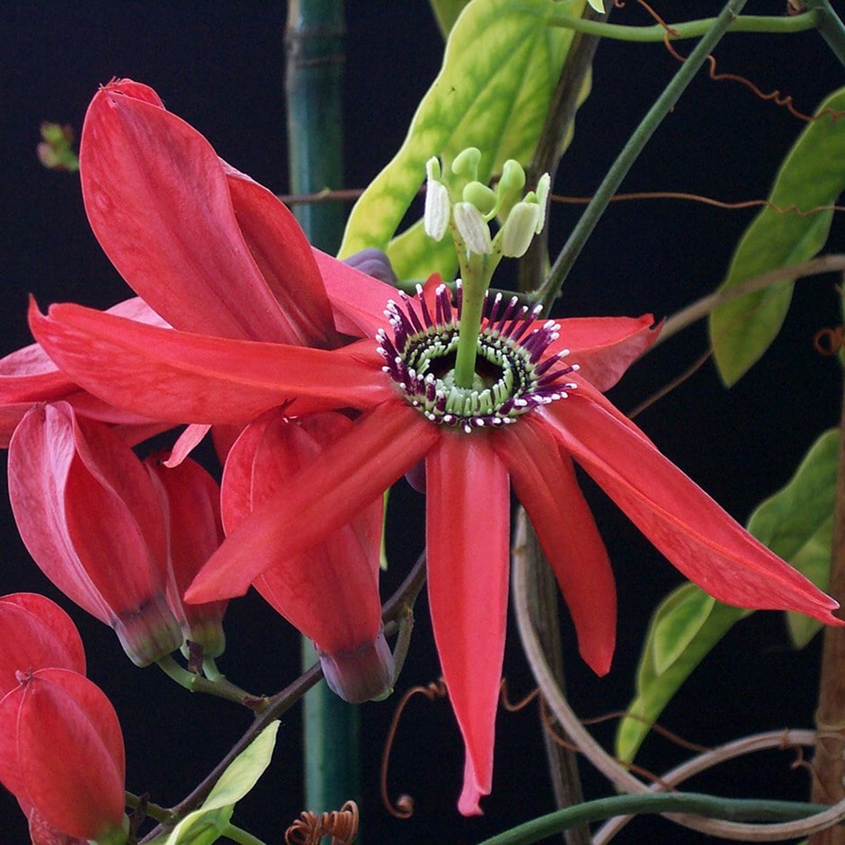 <i>Passiflora racemosa</i> 