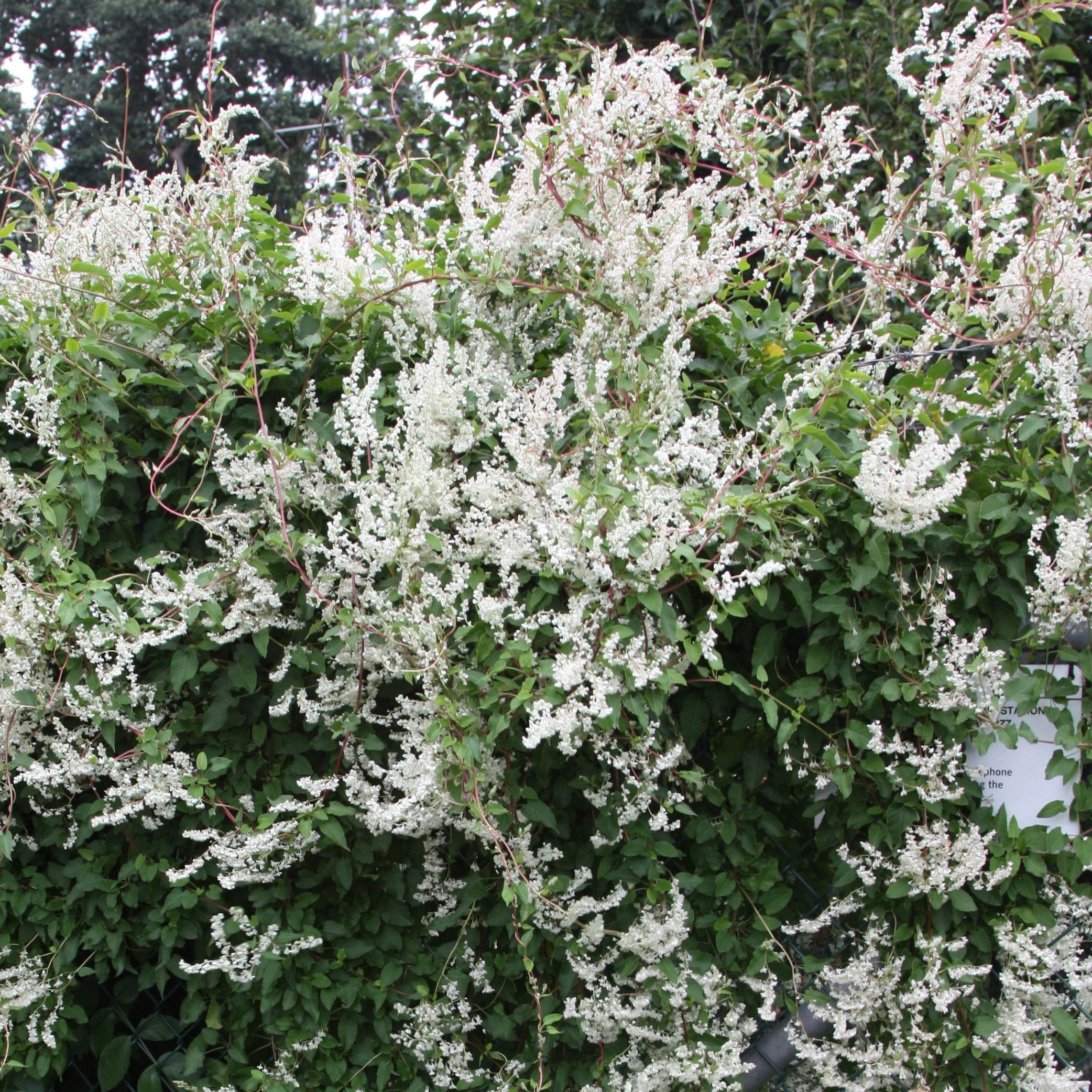 Product options image