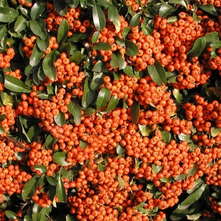 Pyracantha Saphyr Orange ('Cadange')