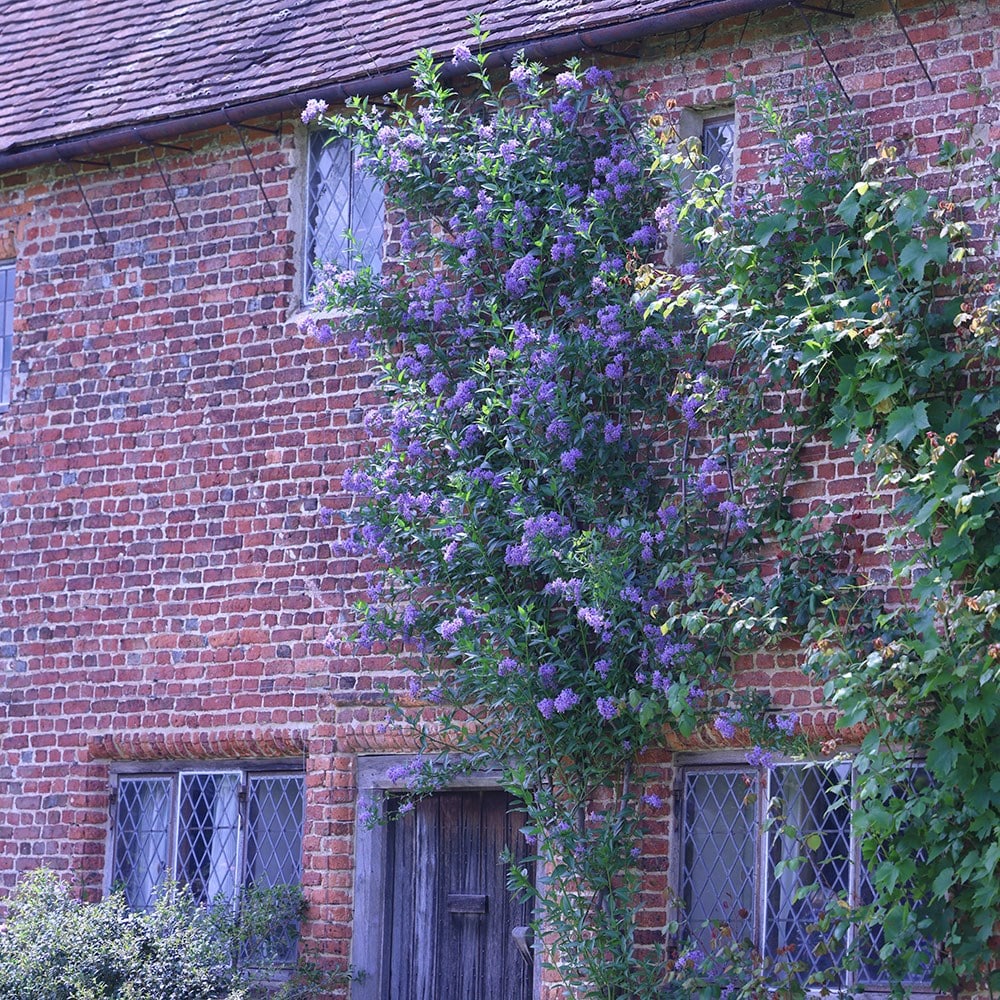 <i>Solanum crispum</i> 'Glasnevin'