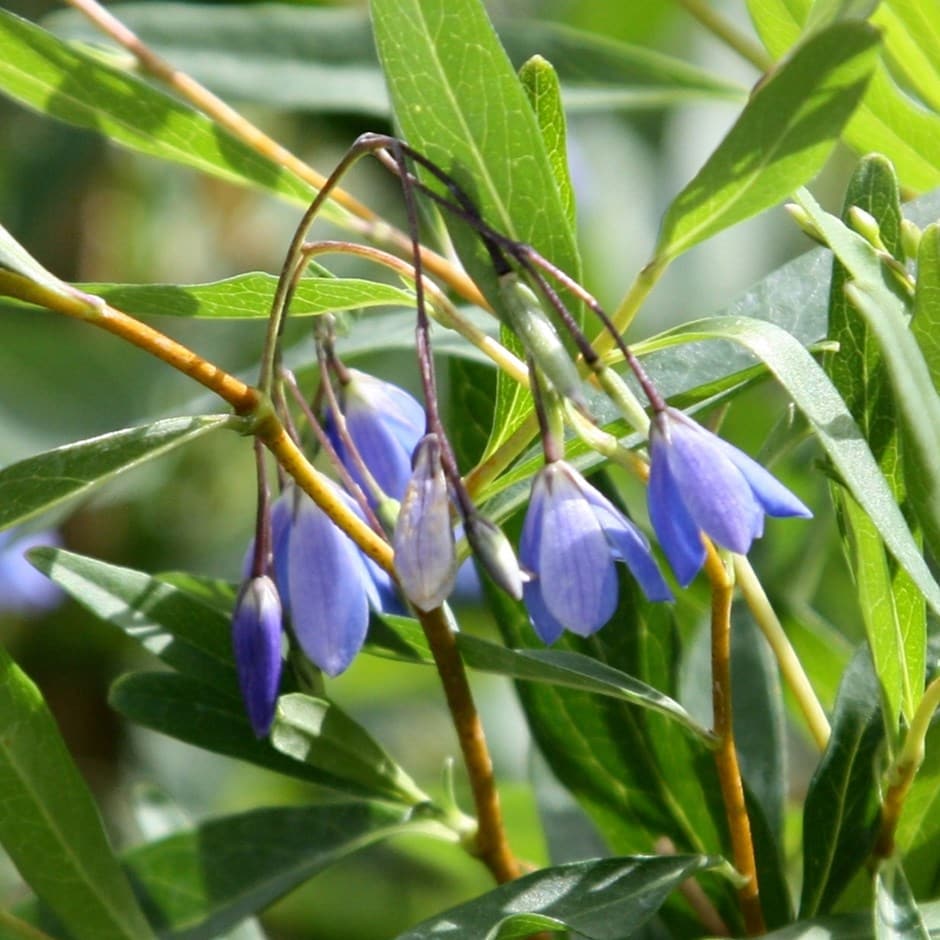 <i>Billardiera heterophylla</i> 